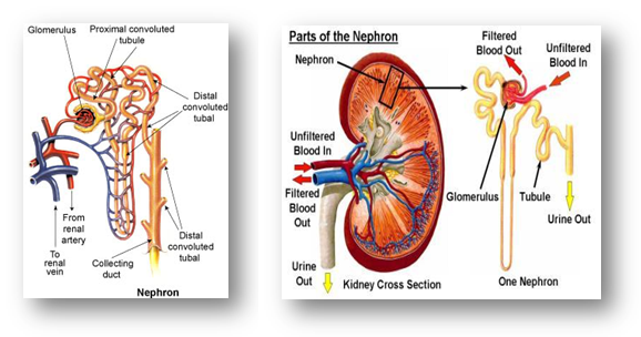 Marengo CIMS Hospital Renal Transplant