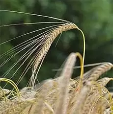 What Is Celiac Disease?