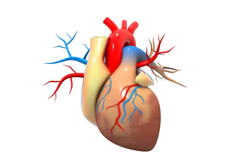 How is heart failure diagnosed?