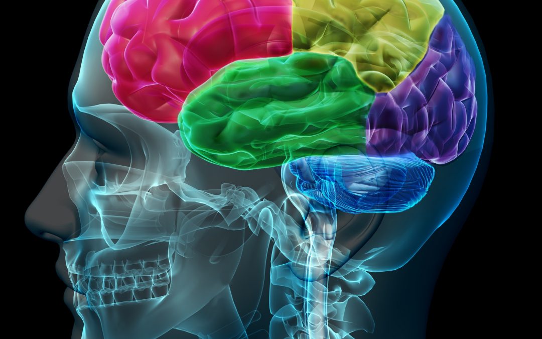 Brain coloed sections