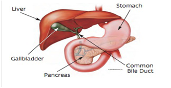 CIMS GI Surgery